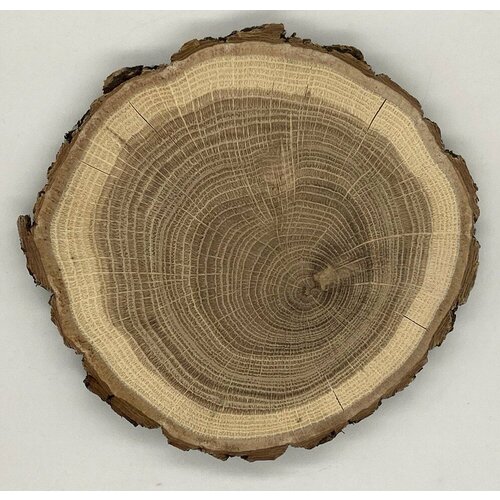 Спил дуба, спил дерева, идеально отшлифованный с обеих сторон, диаметр 13-14 см, для творчества, для декора