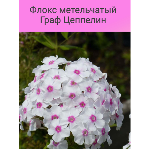 Флокс метельчатый Граф Цеппелин флокс метельчатый граф цеппелин луковица i