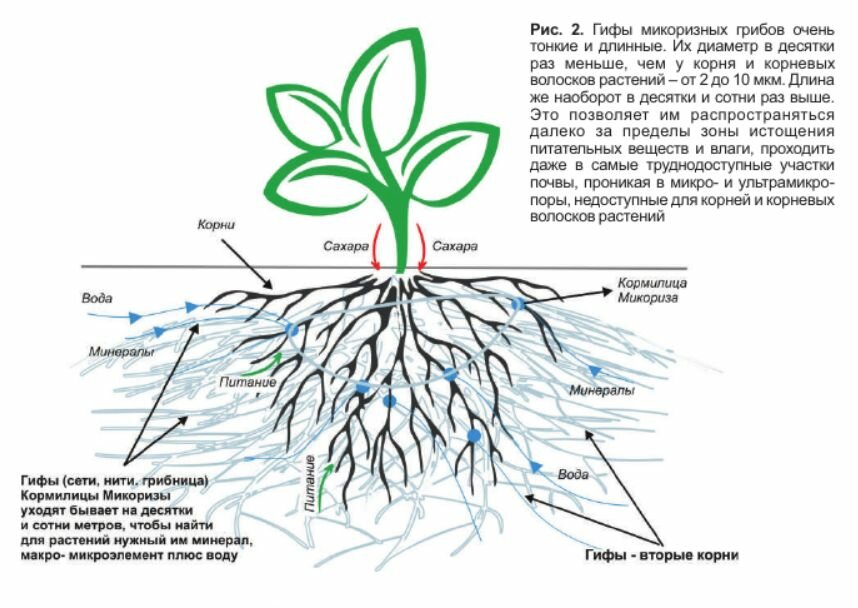 Кормилица Микориза стимулятор роста корней, питание и защита растений, 30г х 5 шт - фотография № 4