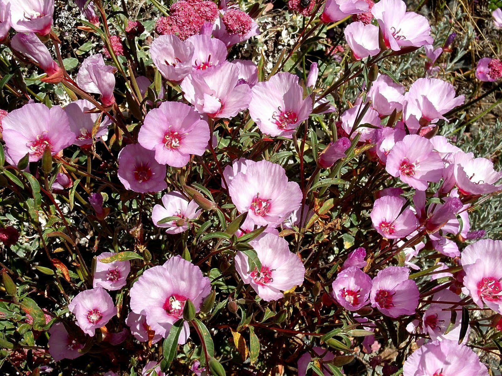 Кларкия изящная Ноготковая - микс (лат. Clarkia unguiculata) семена 30шт + подарочек