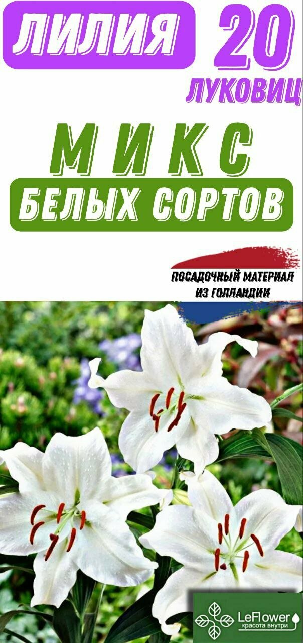 Лилия Луковица Микс белых сортов 20шт (LeFlower)