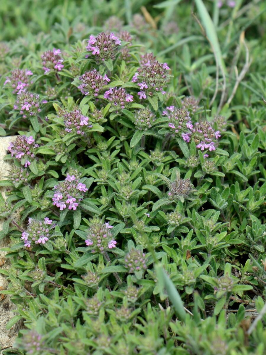 Семена Тимьян ползучий Чабрец (Thymus serpyllum), 40 штук