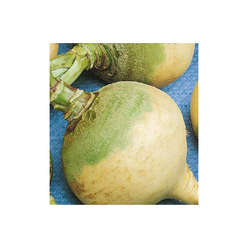 Семена брюквы Светлая Мечта (0,5 гр.)