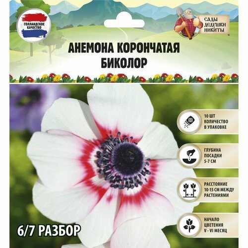 Анемона корончатая 