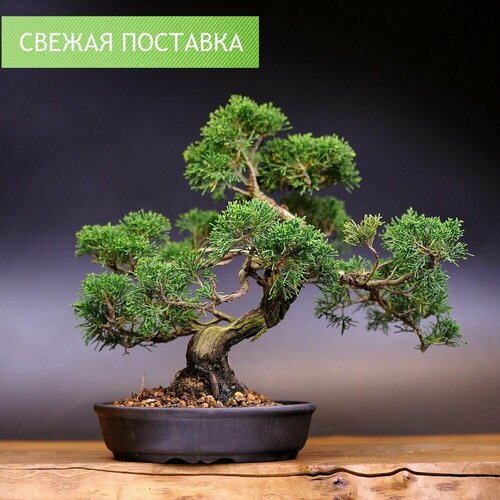 Бонсай Можжевельник, 30см, 42 года