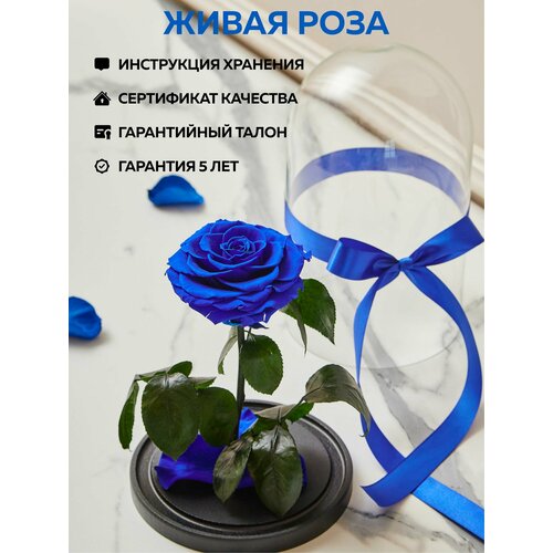 Роза в колбе живая, вечная, стабилизированная 
