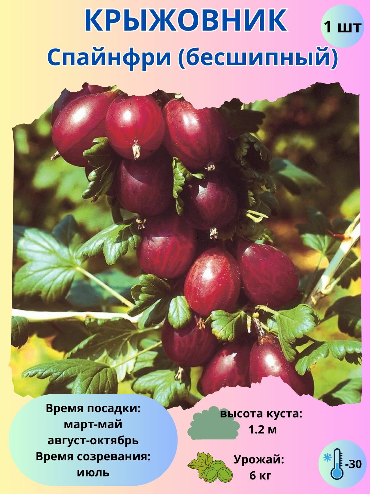 Крыжовник Спайнфри, ягодный кустарник