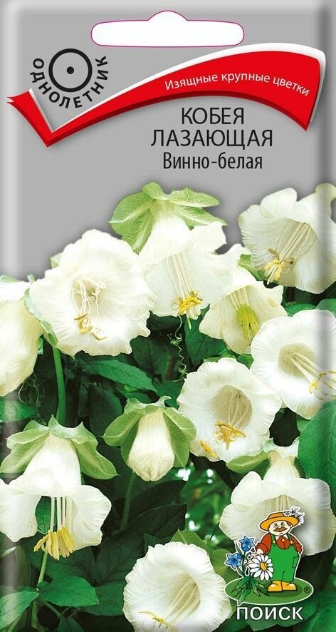 Цветы Кобея лазающая Винно-белая