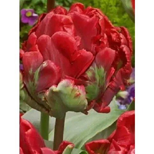 Луковицы Тюльпан Рококо - 10 шт 718₽