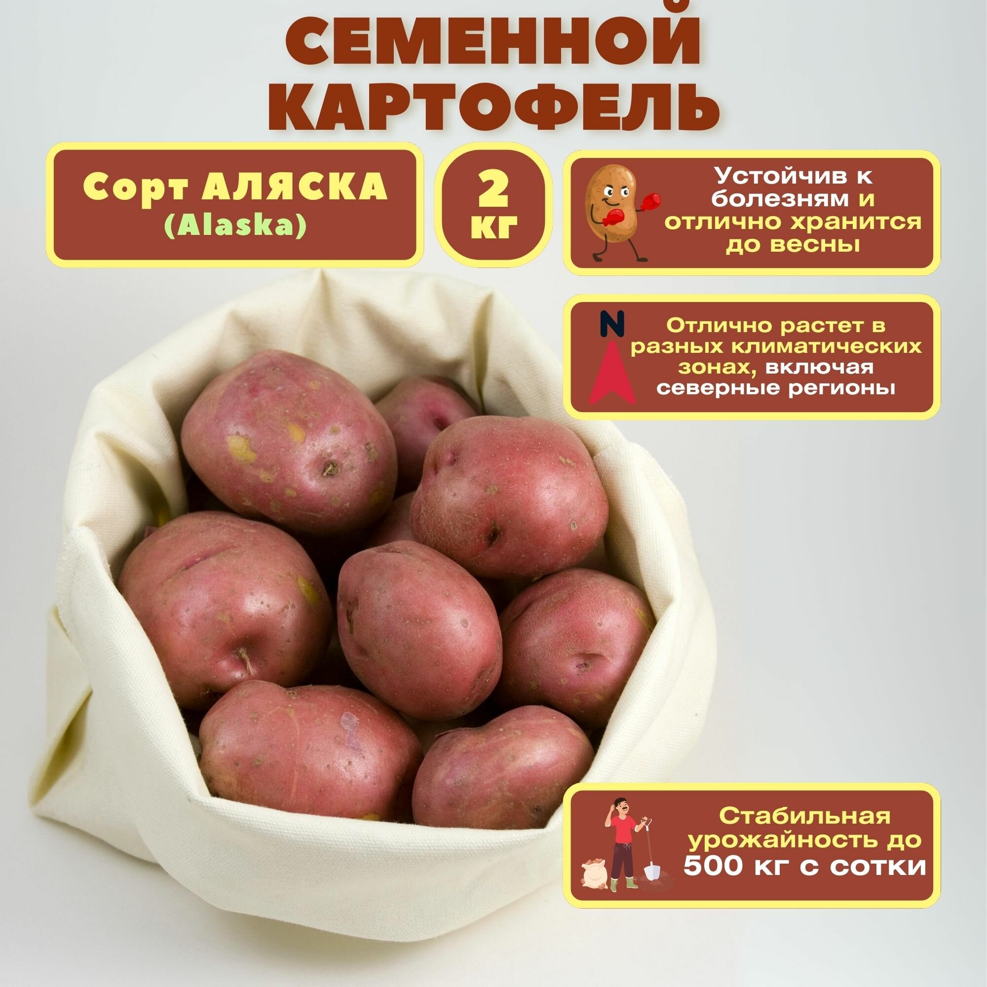 Картофель семенной Аляска 2 кг. Раннеспелый сорт с высокой урожайностью и устойчивостью к болезням. Подходит для любых регионов и типов почв. Клубни отличаются крупным размером.
