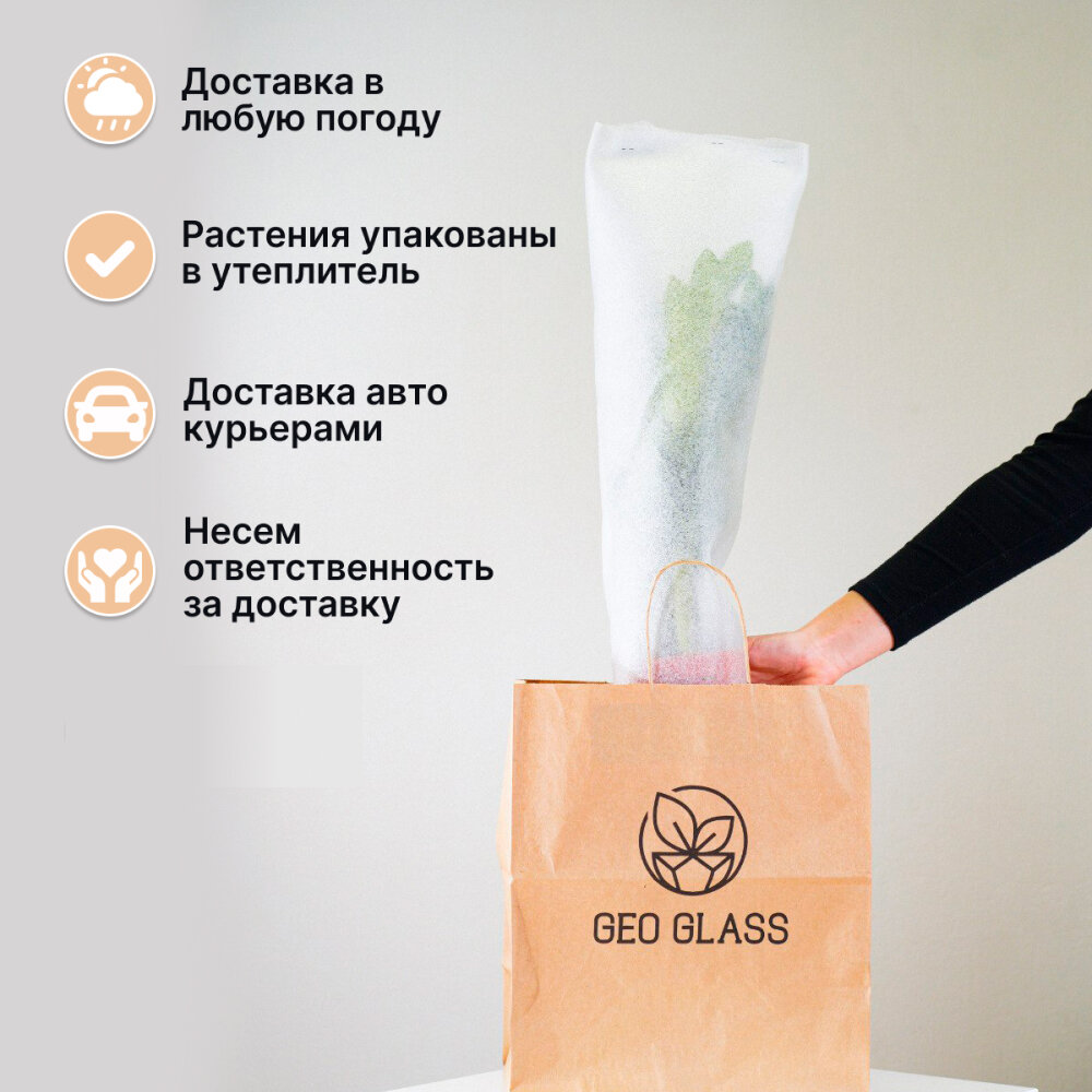 Geo Glass: Цветущий спатифиллум в стеклянном кашпо, 30-35 см — фото 1