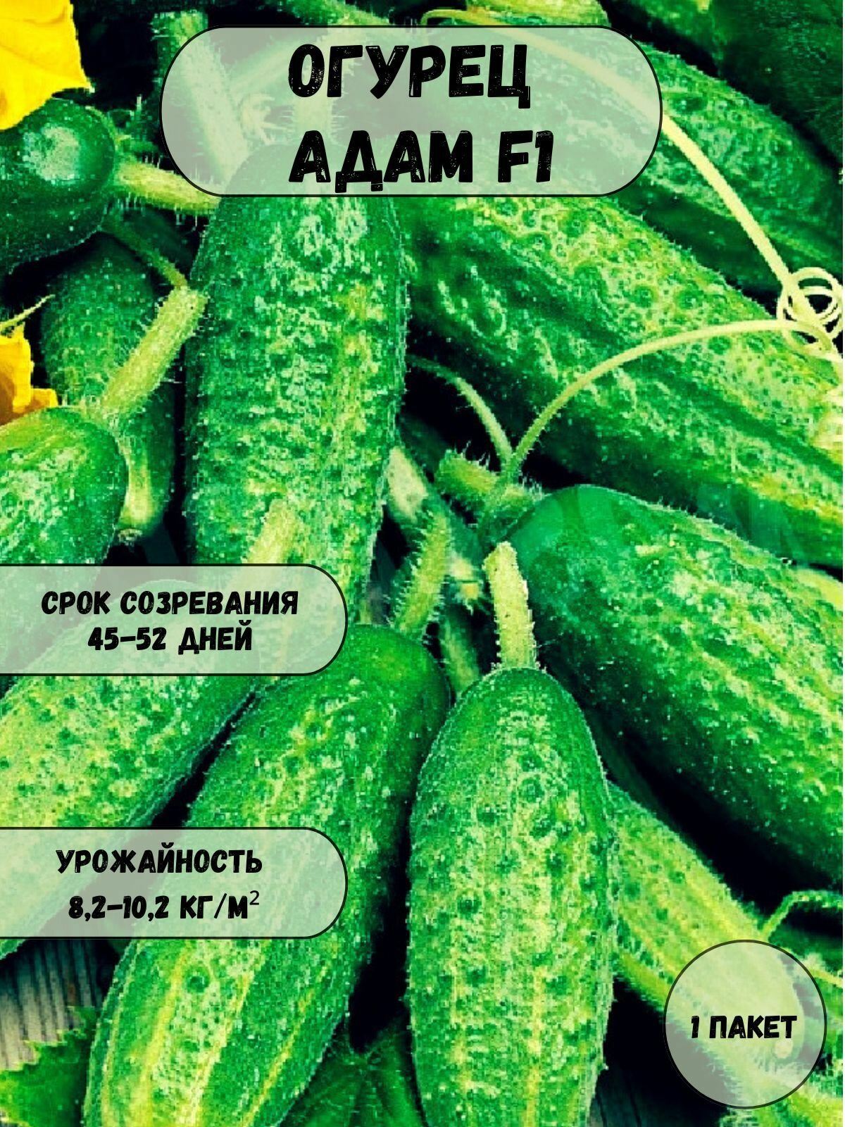 Коллекционные семена огурца Адам F1 семена 10 шт