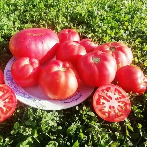Коллекционные семена томата Квадратный Из Ирана