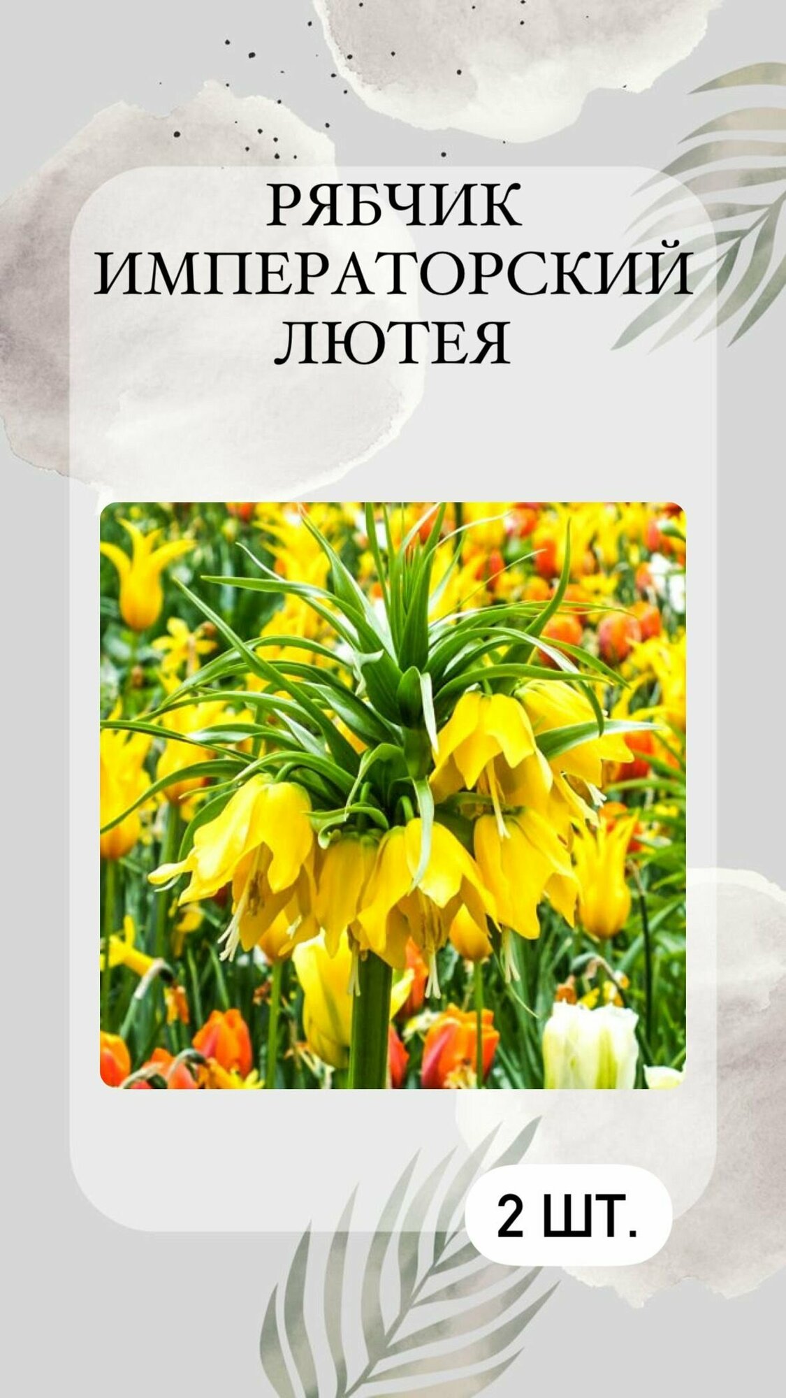 фото Рябчик, луковичные цветы