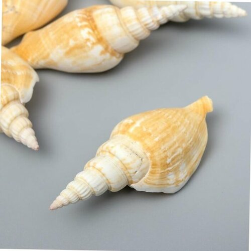 Декоративные ракушки Strombus Vittatus 5 шт 388₽