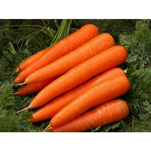 Коллекционные семена моркови Золотая Королева