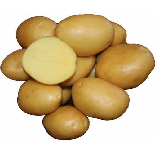 Картофель семенной Вымпел (суперэлита) (4 кг) Хранение, пюре, жарка, запекание