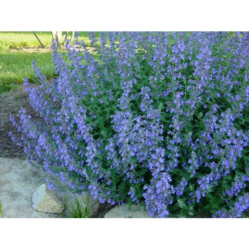 Котовник Фассена Blue Wonder 650₽