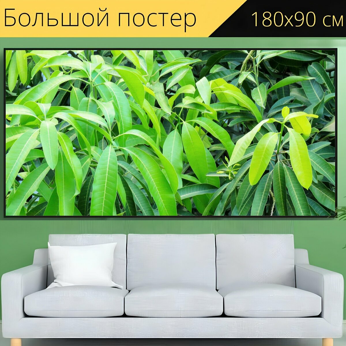 Как выглядят листья манго Как выглядят листья манго