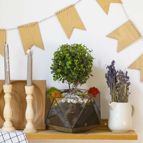 Цветок мирсина в кашпо икосаэдр