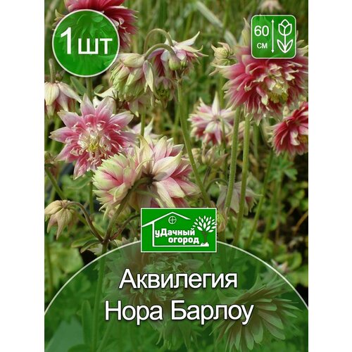 Аквилегия Нора Барлоу 1 шт. аквилегия нора барлоу