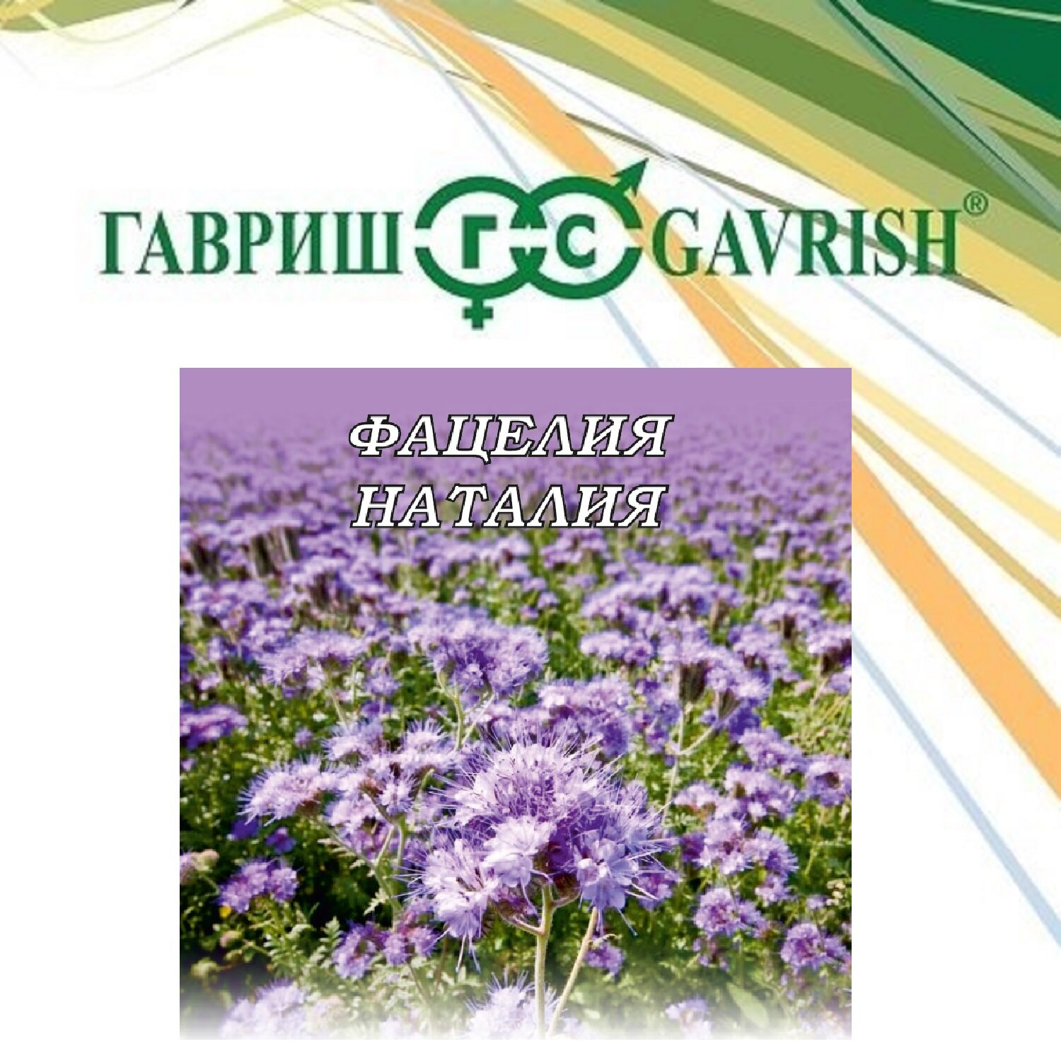 Семена Фацелия Рязанская 05кг Гавриш Зеленое удобрение сидерат