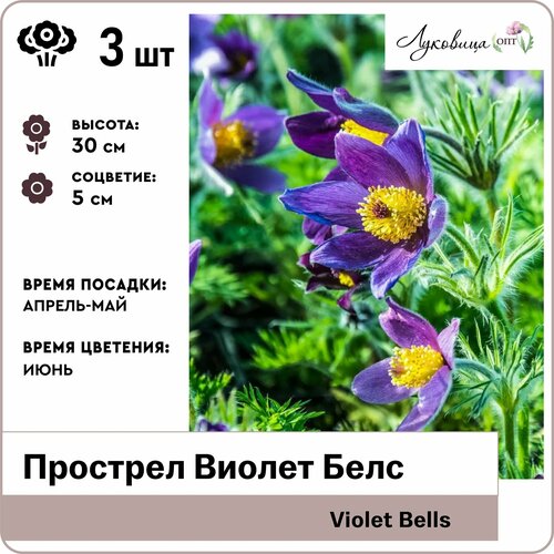 Прострел Виолет Белс (Violet Bells), корни 3шт, Голландия