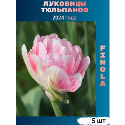 Луковицы тюльпана Finola (5 шт)