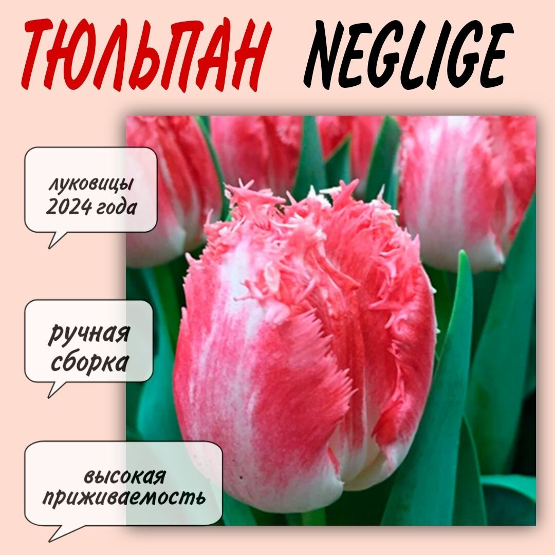 Луковицы тюльпана, сорт "Neglige", 3 шт