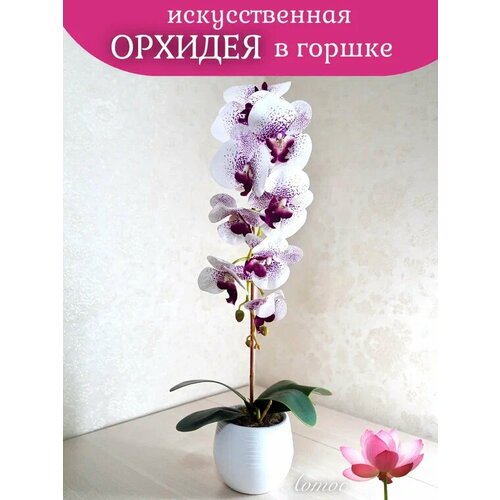 Орхидея в горшке 3 1200₽