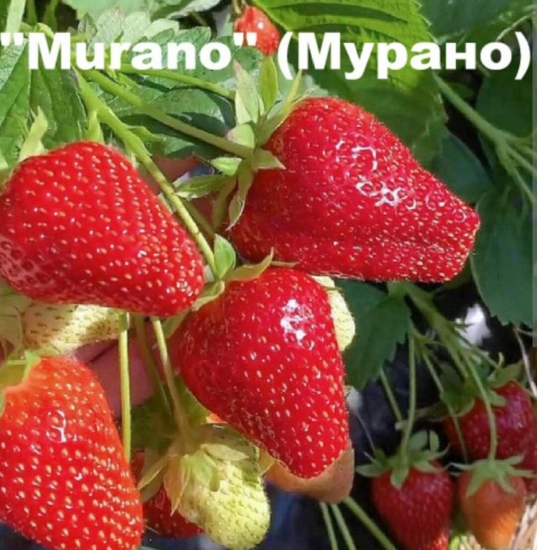Клубника Мурано