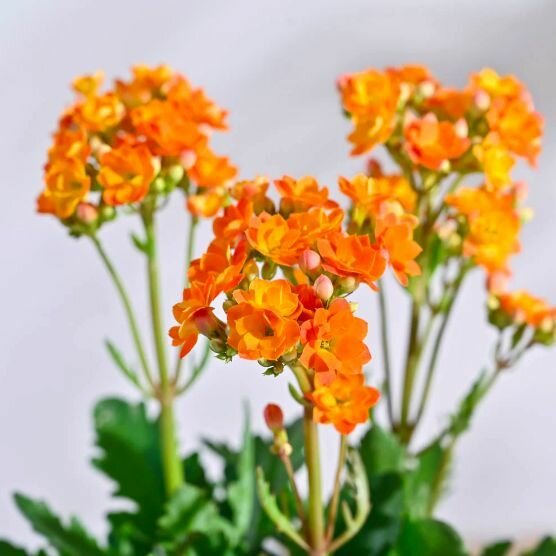 Каланхоэ Розалина Персиковая (Kalanchoe Rosalina Orange) D6см