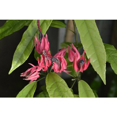 Семена Павония миссионерская (Pavonia missionum) 3 шт.