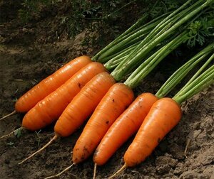 Коллекционные семена моркови Шантенэ А Кур Руж 2