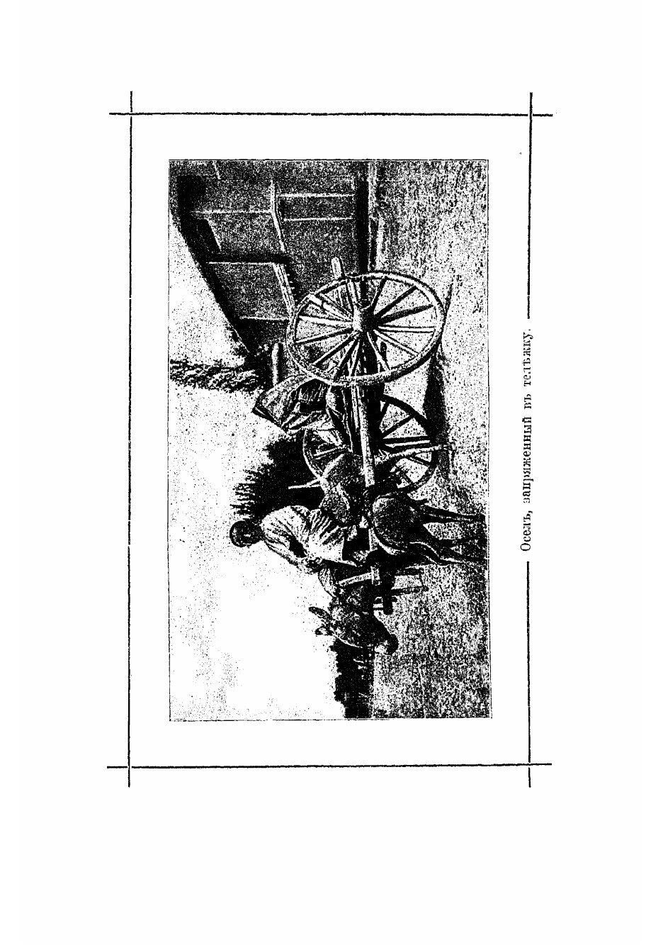 Книга Благородная Бухара (Никольский Михаил Эрастович) - фото №5