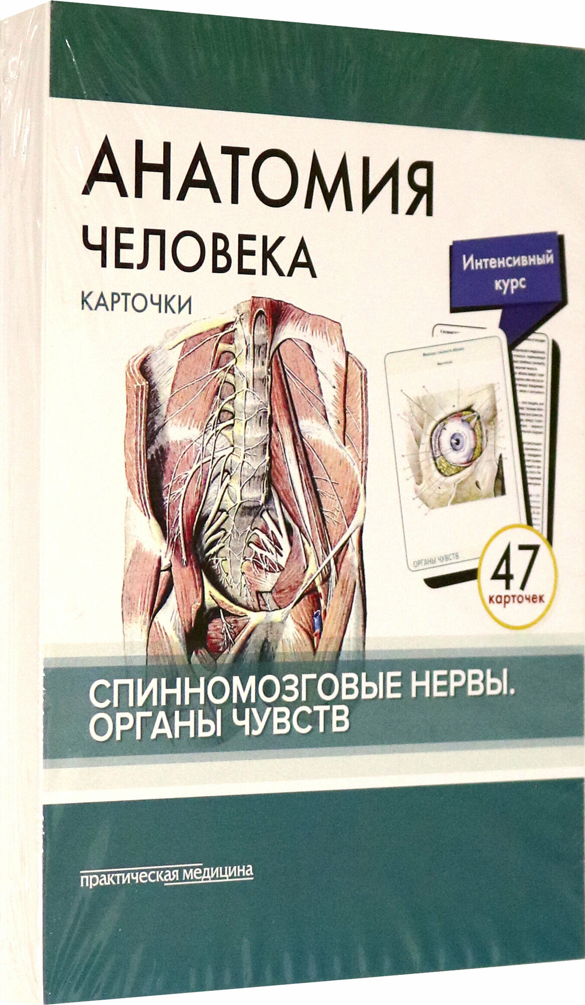 Анатомия человека. Спинномозговые нервы. Органы чувств. 47 карточек - фото №5