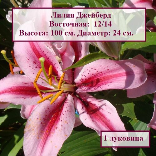 Лилия восточная Джейберд (1 луковица) лилия шахерезада видовая 1 луковица