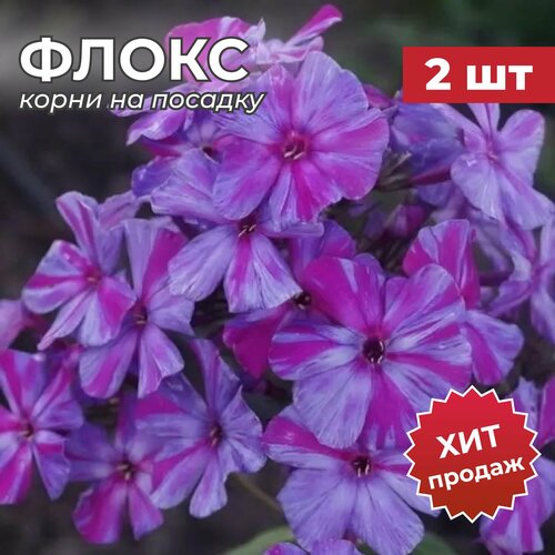 Флокс, Корень/Корневище Флокса на посадку Отумн Джой 2 шт ирис марипоза отумн