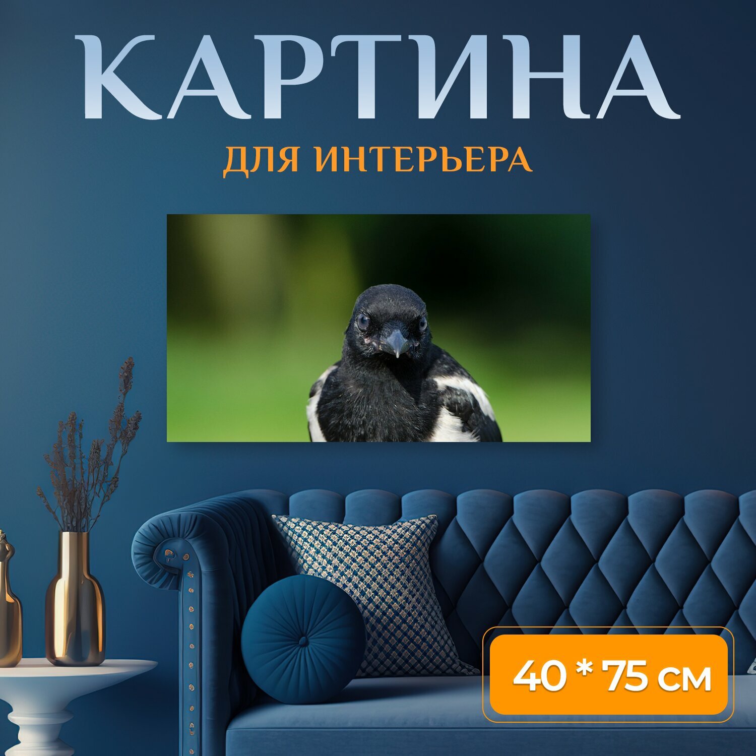 Картина на холсте "Сорока, молодая птица, разведение рук" на подрамнике 75х40 см. для интерьера