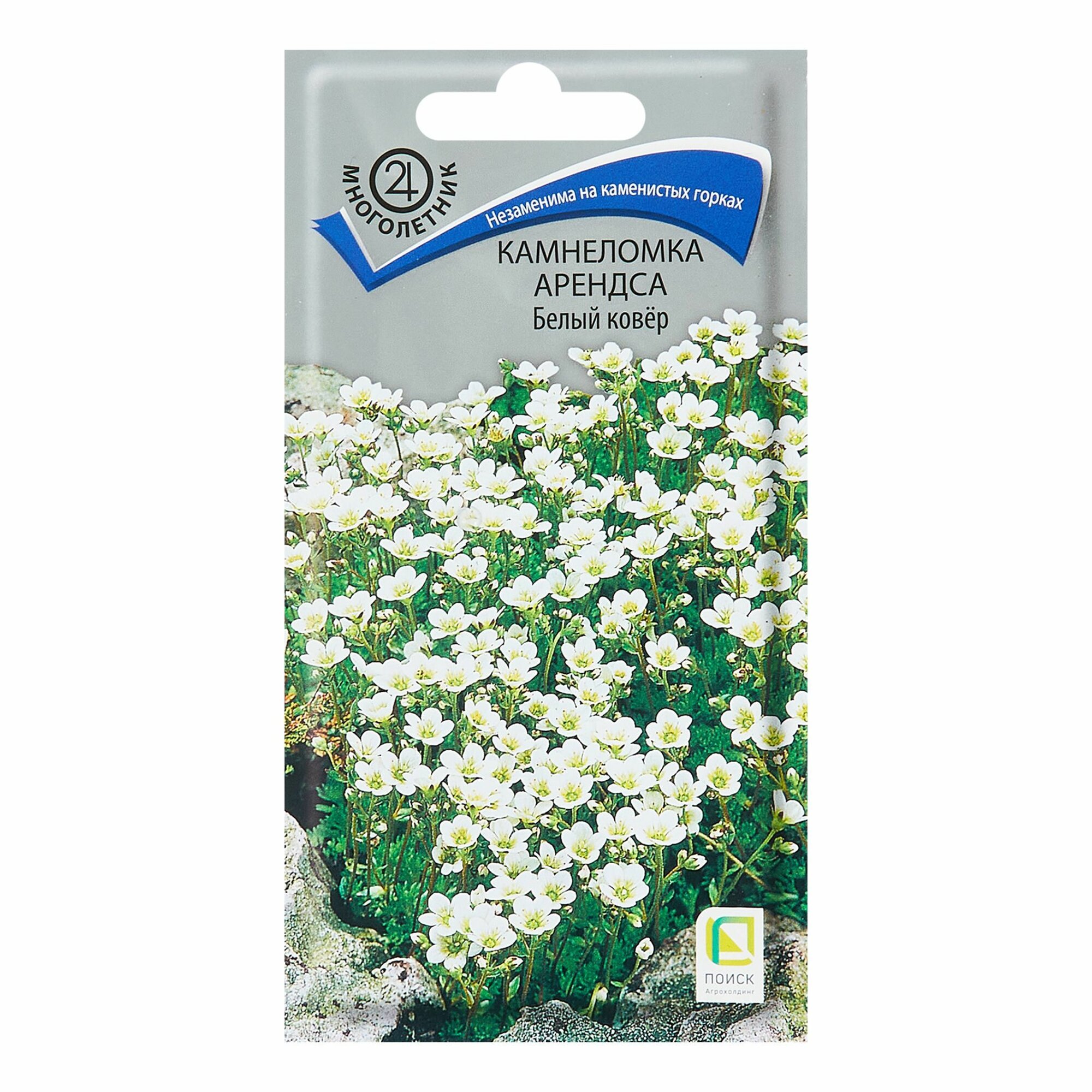 фото Семена Камнеломки Арендса ковер белый