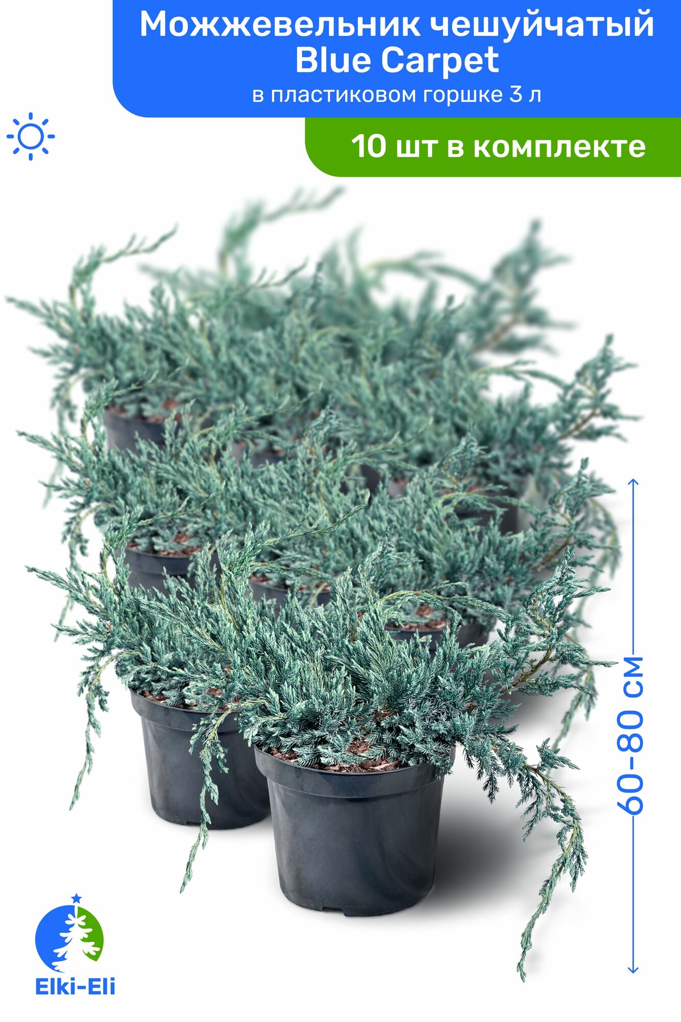 Можжевельник чешуйчатый Blue Carpet (Блю Карпет) 60-80 см в пластиковом горшке С3, саженец, хвойное живое растение, комплект из 10 шт