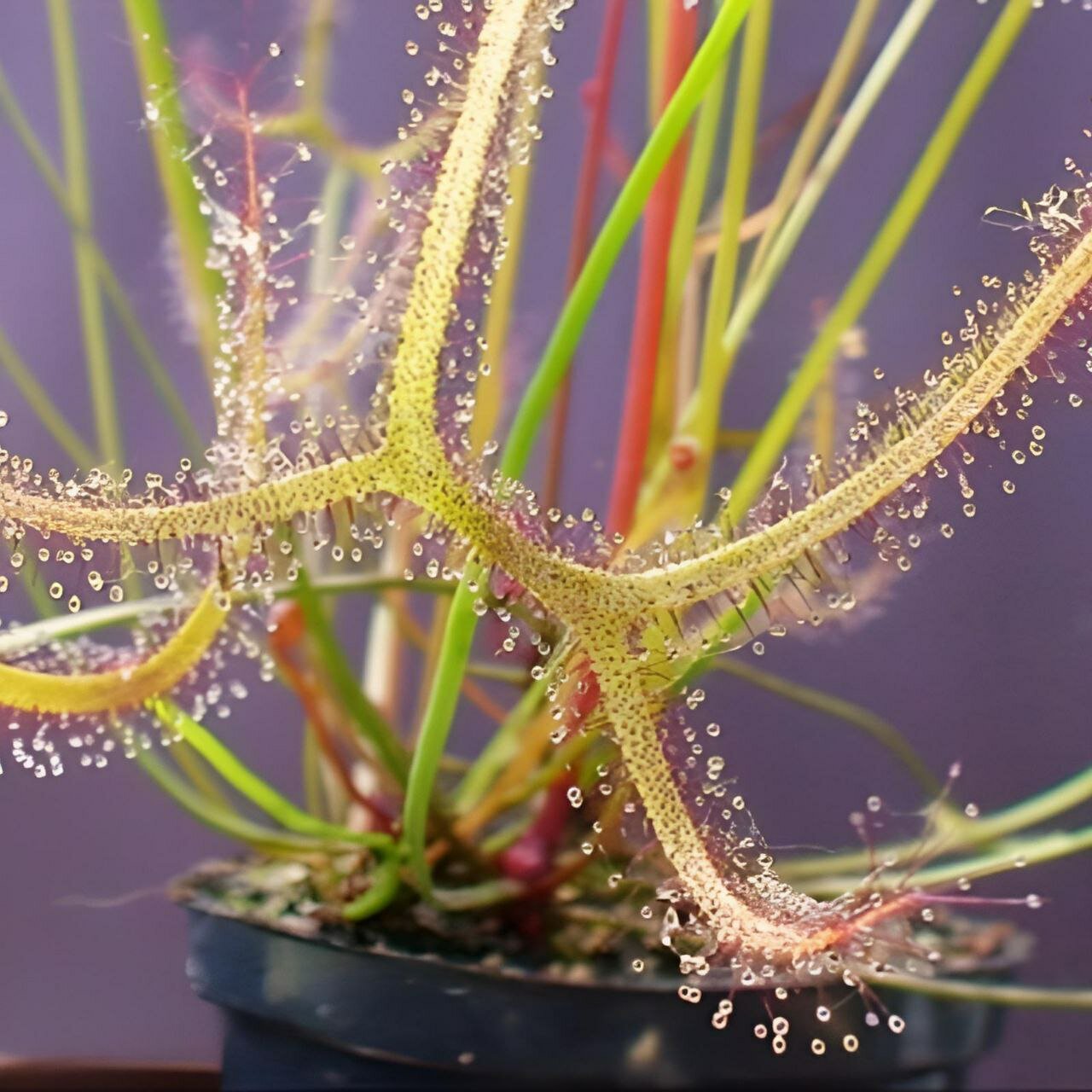 Семена Мухоловка Росянка Мультифида (Drosera binata var. Multifida) хищное растение поедающее мух 15+ шт семян