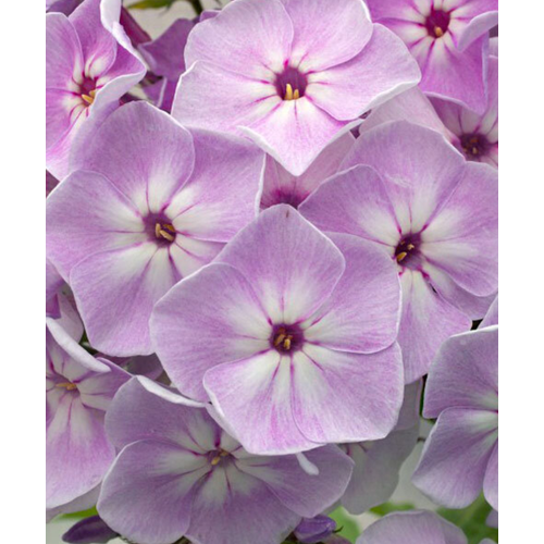 Флокс Сиреневый Туман, 1 штука