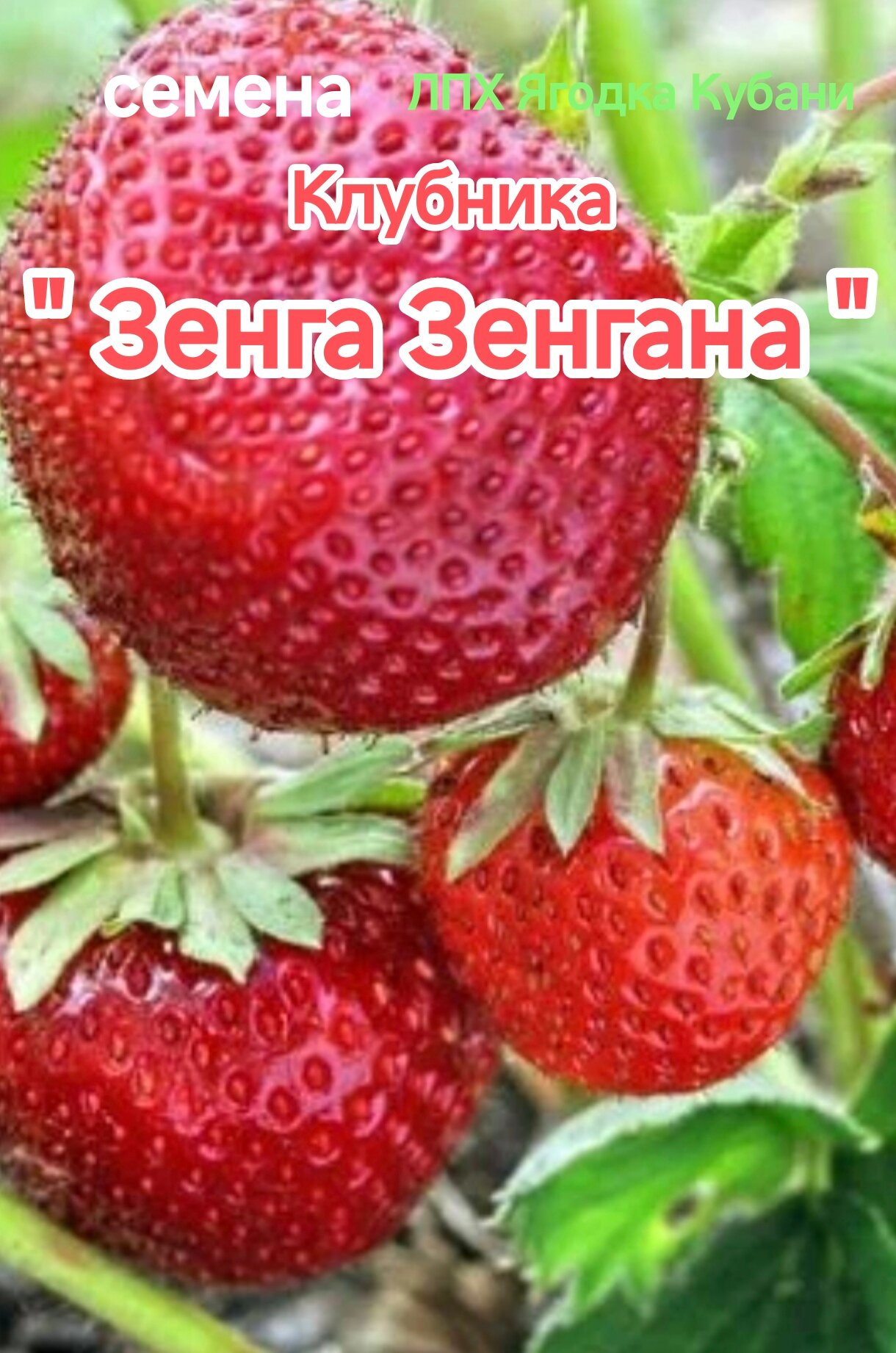 Клубника " Зенга Зенгана " семена