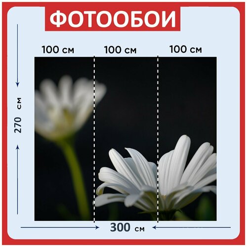 Фотообои Маргарита белый цветок 300x270 см флизелиновыена стену 3980₽