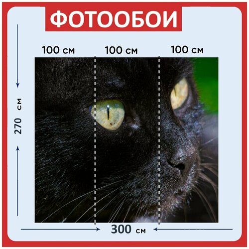 Фотообои Кот черный глаза 300x270 см флизелиновыена стену 3970₽