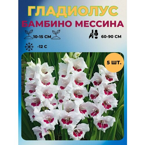 Гладиолус луковицы 5 шт 400₽