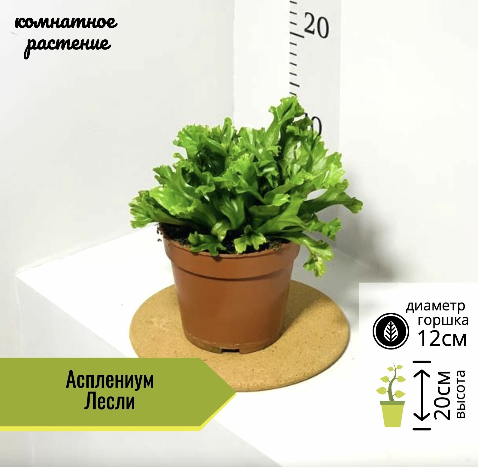 Асплениум Лесли D12см H20см 1шт Нидерланды