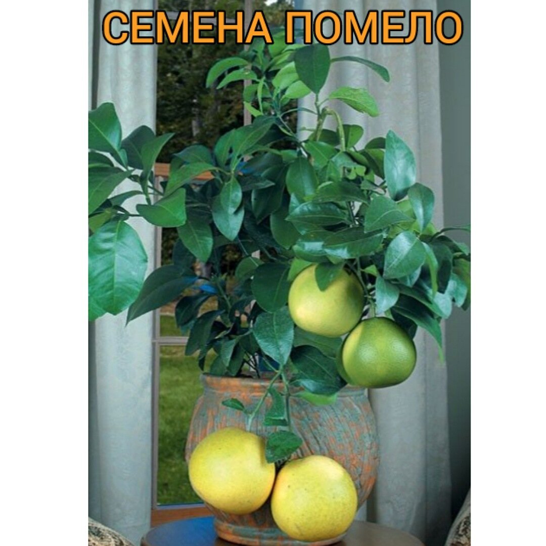 Семена помело комнатной цитрусовое дерево для дома.