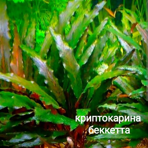 Криптокарина Бекетта - растение среднего плана для аквариумов и паллюдариумов.